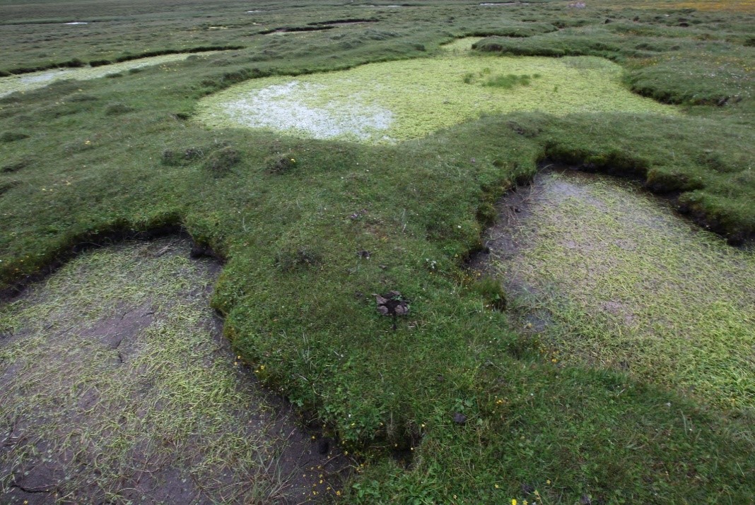 Wetland landscape of permanent freshwater marshes